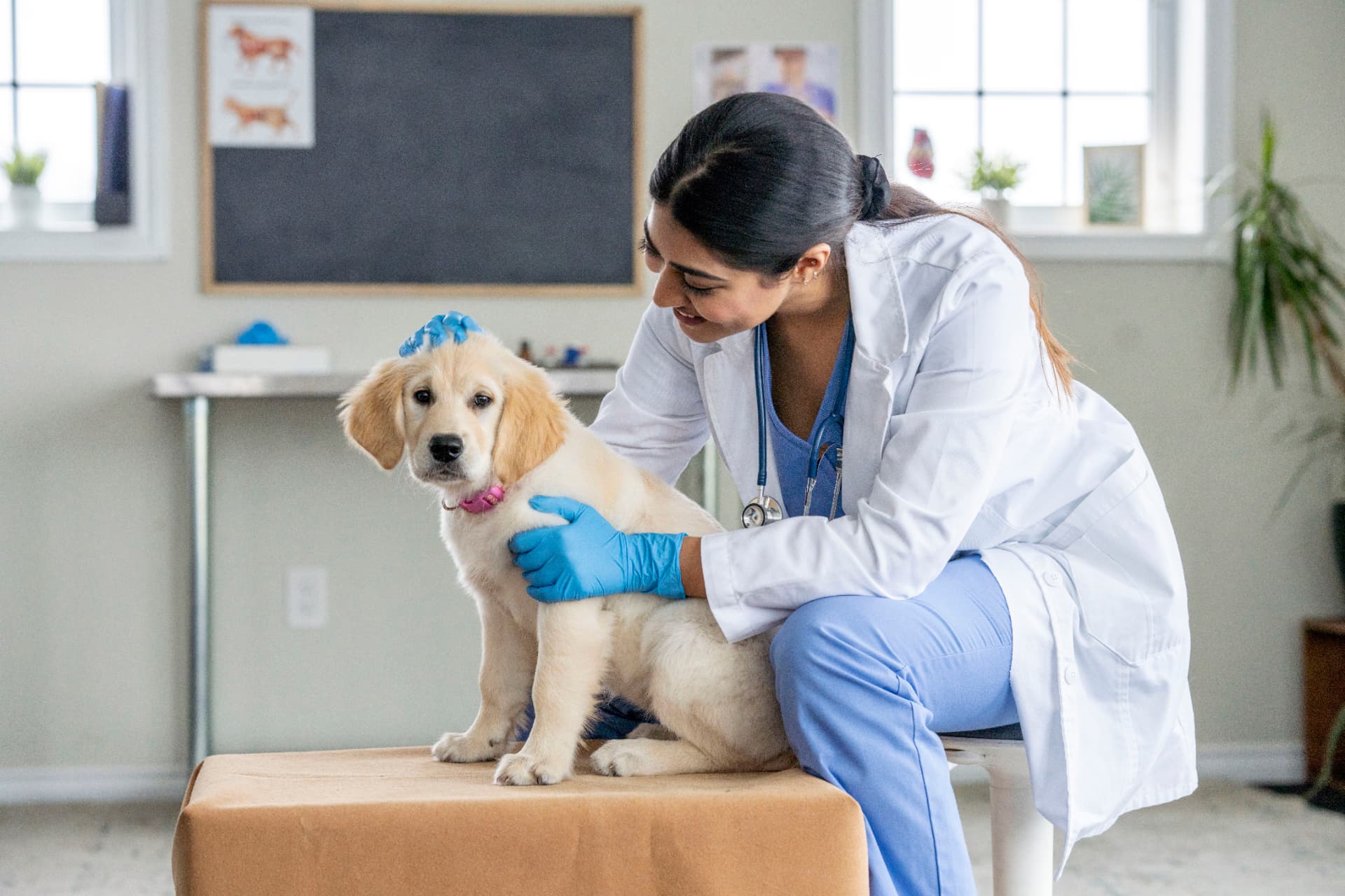 Veterinarian caring for a dog in a modern clinic